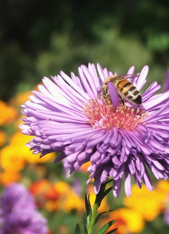 Free stock image of Bee on purple flower created by Luka
