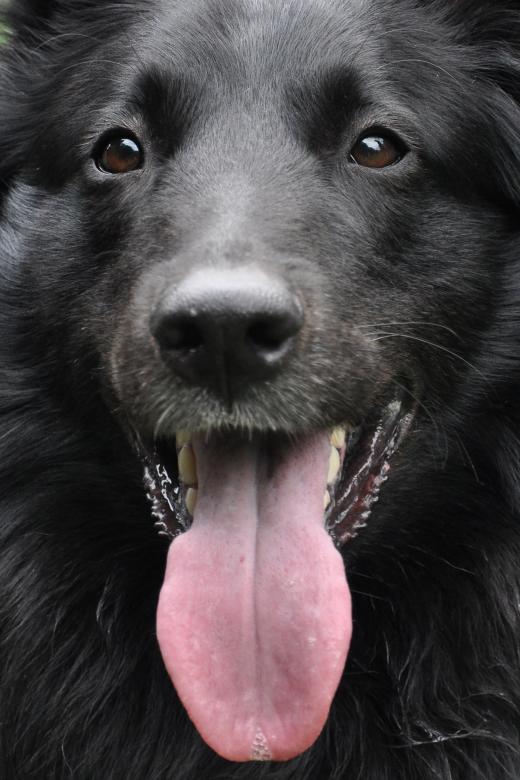 Free stock image of Dog face created by Luka