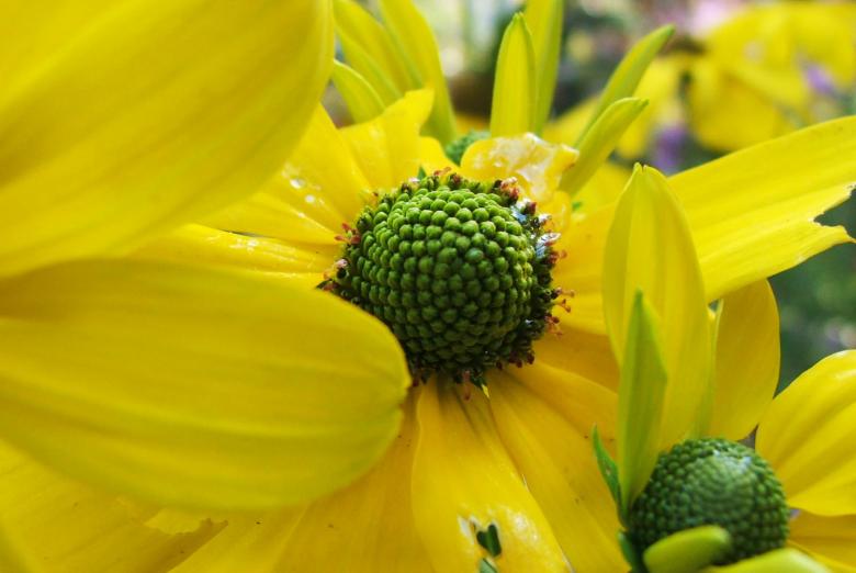 Free stock image of Yellow flowers created by Luka