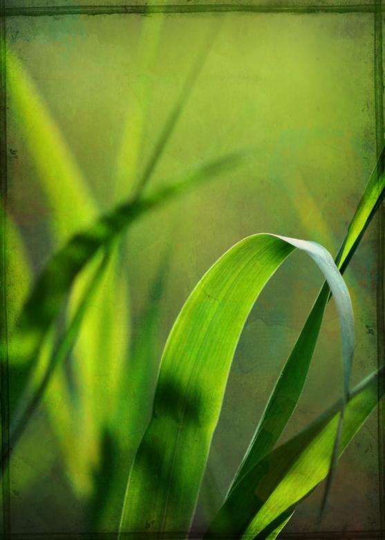 Free stock image of Grass Texture created by Rachael Towne