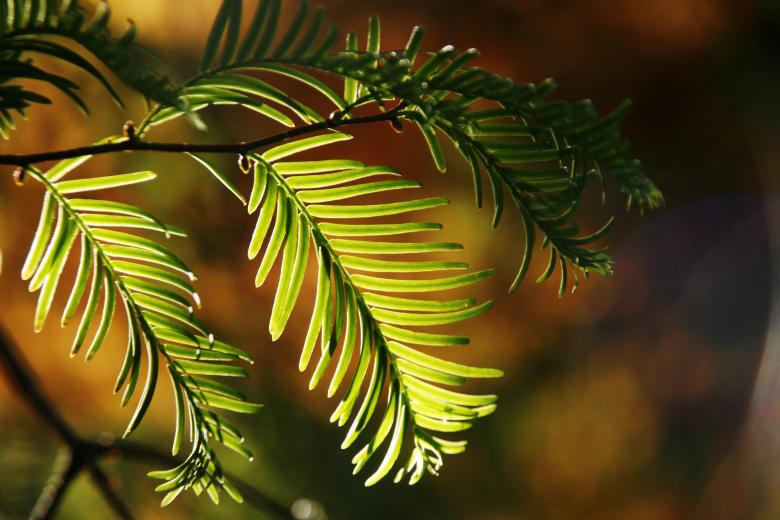 Free stock image of Sun lit braches and leaves created by Luka