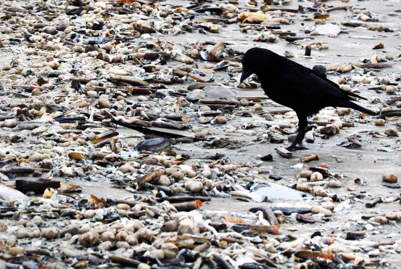 Free stock image of Black crow on beach created by Luka