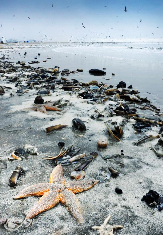 Free stock image of Starfish and shells washed to shore created by Luka