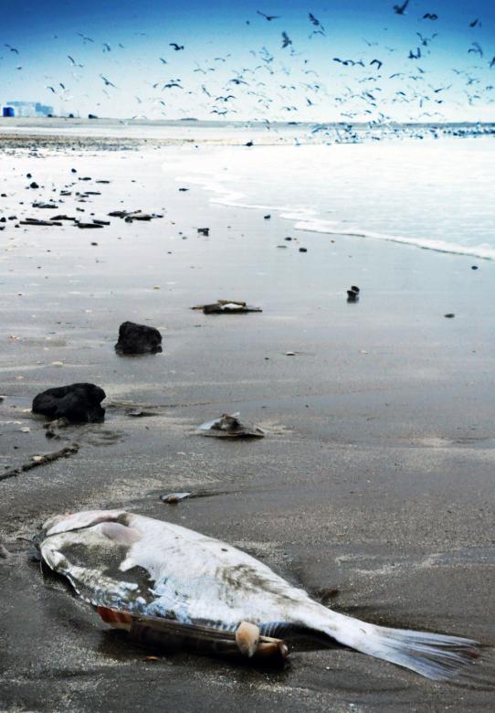 Free stock image of Dead fish washed to shore created by Luka