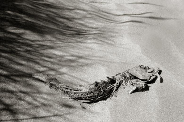 Free stock image of Dead rotten fish created by Luka
