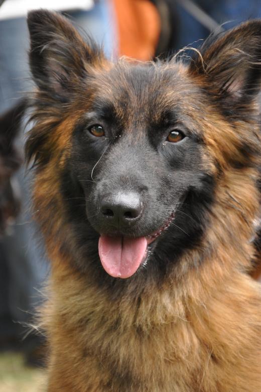 Free stock image of Beautiful german shepherd created by Luka