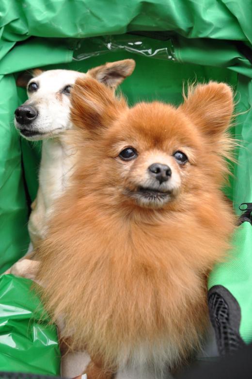 Free stock image of Two toy dogs in carriage created by Luka