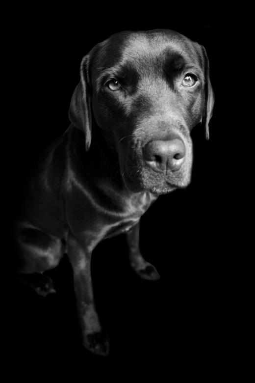 Free stock image of Labrador retriever dog created by Luka