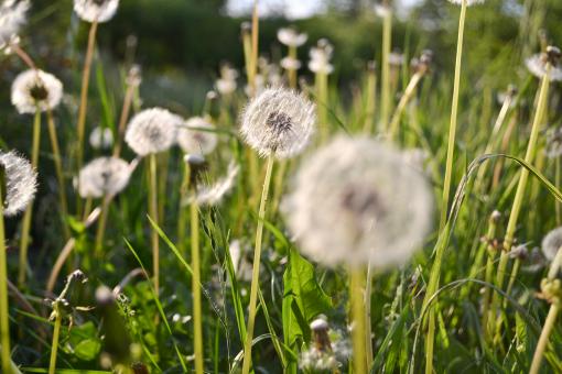 Green field of dandelion - Free Stock Photo