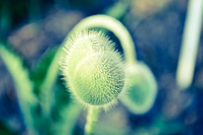 Free stock image of Green flower created by Octavian