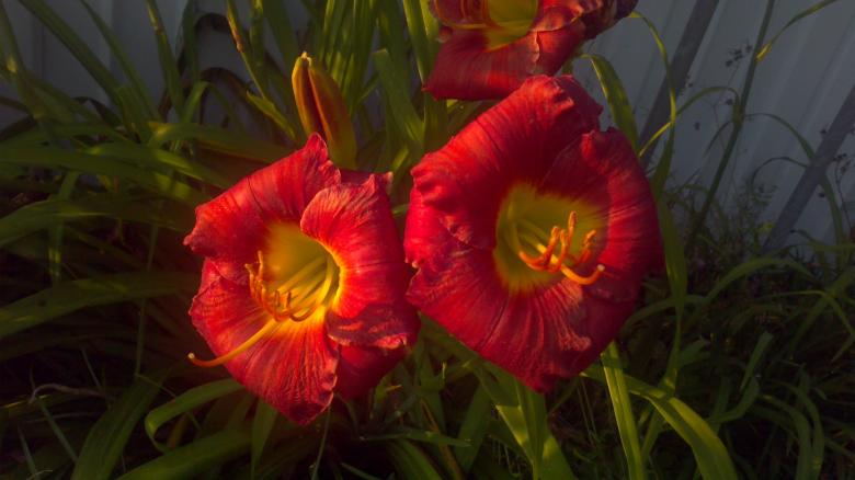 Free stock image of Red Lilies created by Katharine Sparrow