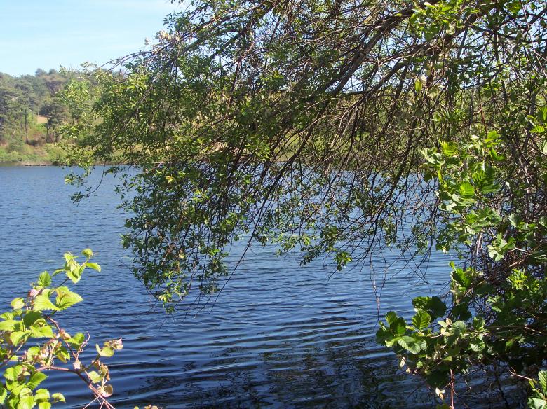 Free stock image of Pond through the trees created by Katharine Sparrow