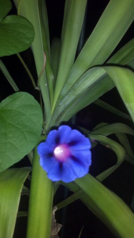 Free stock image of Blue Flower at Midnight created by Katharine Sparrow