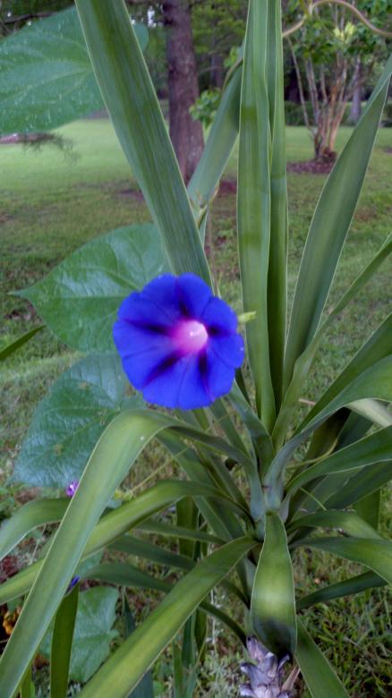 Free stock image of Blue Flower Daytime created by Katharine Sparrow