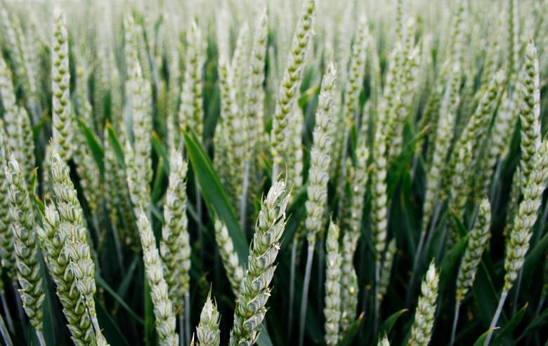 Free stock image of Wheat field created by Luka