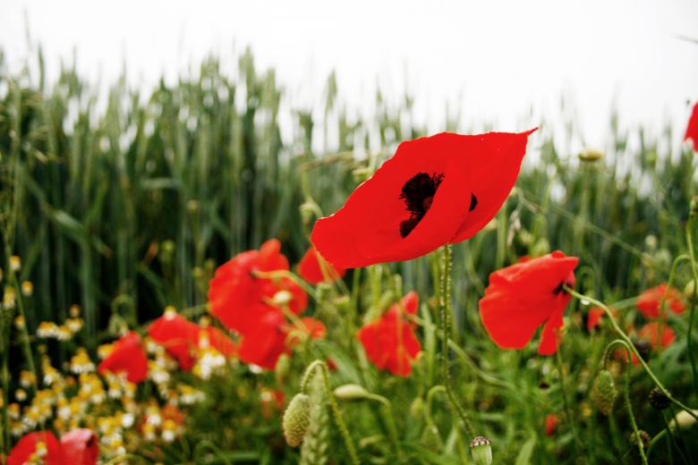 Free stock image of Poppy flowers created by Luka