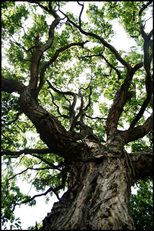 Free stock image of Big tree created by Luka