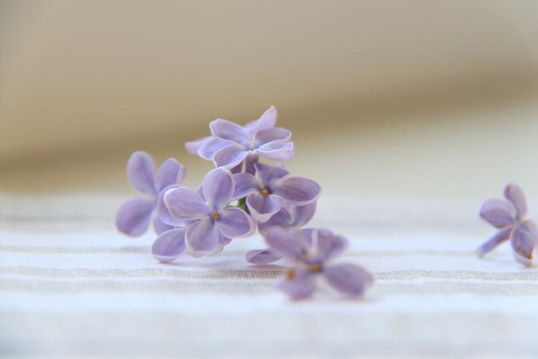 Free stock image of The Lilac created by Donka Kosturska-Nikolova