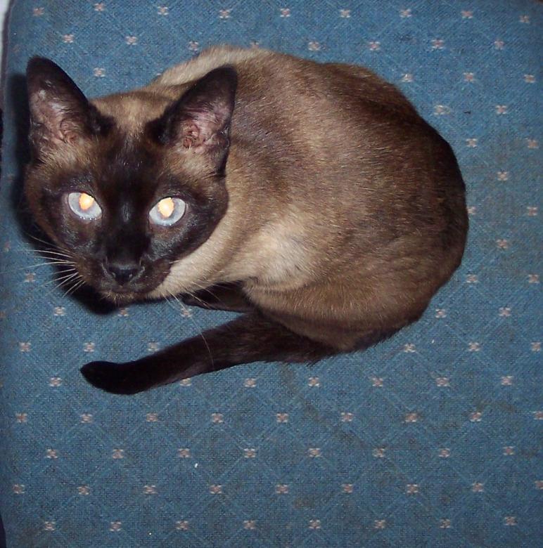 Free stock image of Siamese cat created by Katharine Sparrow
