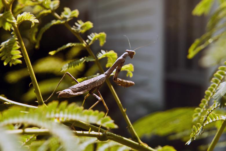 Free stock image of Mantis created by Vince Johnson