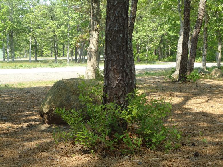 Free stock image of Tree and Rock created by Katharine Sparrow