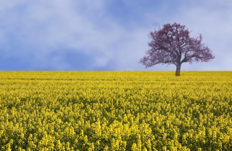 Free stock image of Yellow field landscape created by Elena Butler