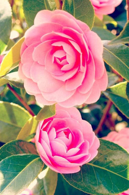 Free stock image of Fresh Flowers created by Megan O'Sullivan