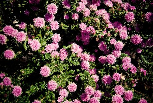 Free Stock Photo of pink flowers