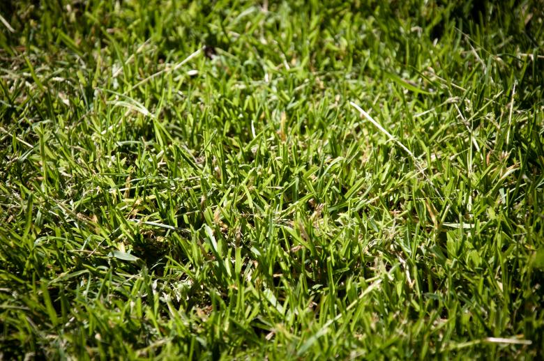 Free stock image of Green grass texture created by Luka