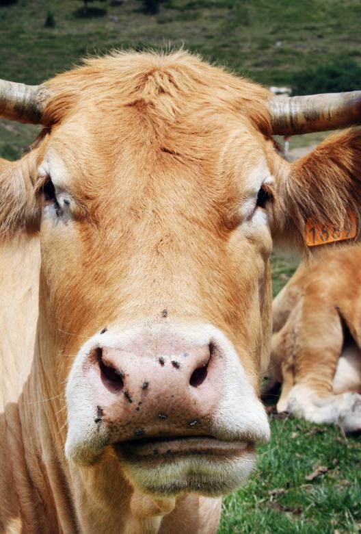Free stock image of brown cow created by Luka