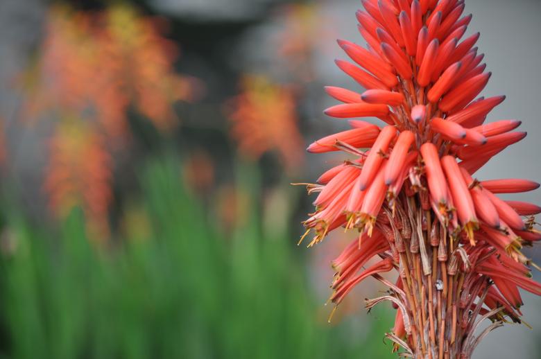Free stock image of Beautiful plant created by Chelsea Julianne Brown