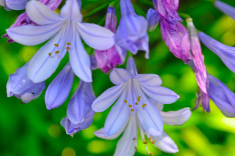 Free stock image of Lavender flowers created by Chelsea Julianne Brown