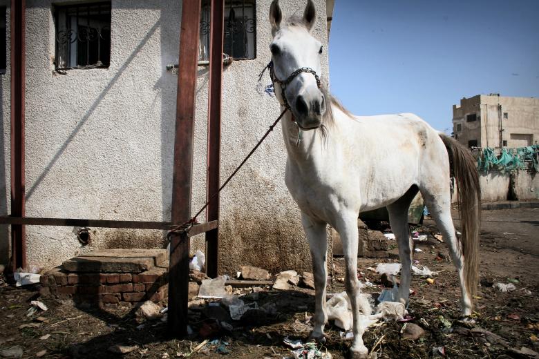 Free stock image of Horse kept by trash created by Luka
