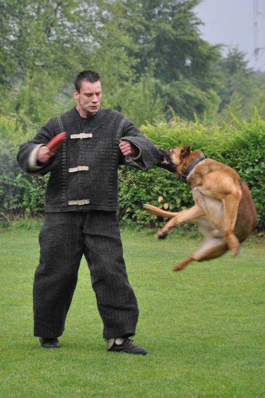 Free stock image of Police dog created by Luka