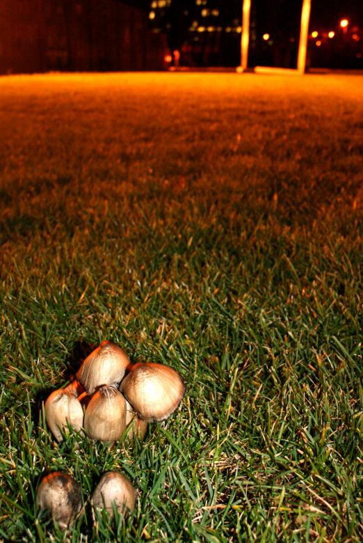 Free stock image of Mushrooms created by Luka