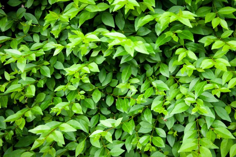 Free stock image of Green leaves texture created by Luka