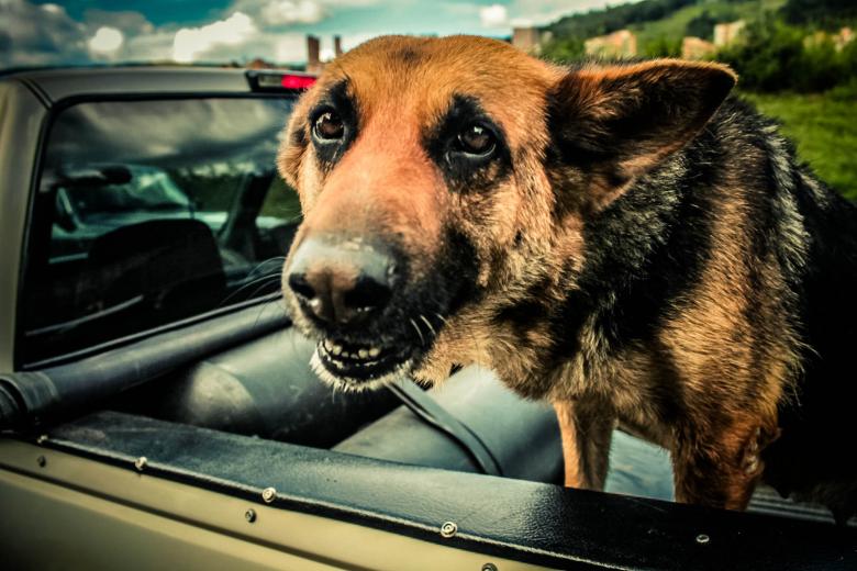 Free stock image of Dog created by Matias Espinosa Botero