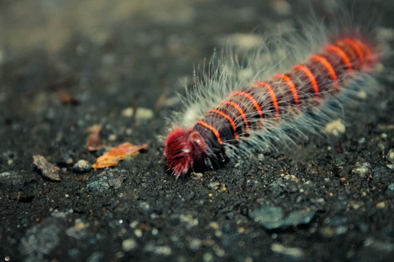 Free stock image of Insect created by Matias Espinosa Botero