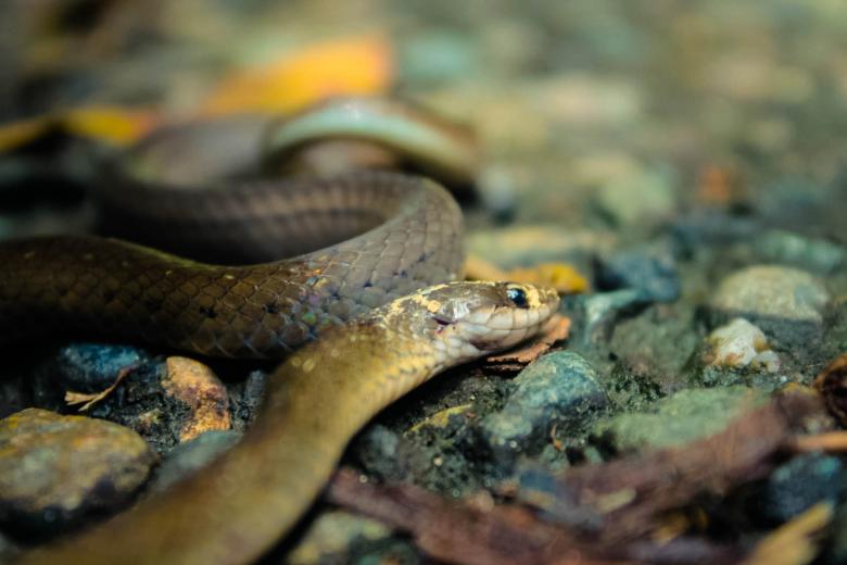 Free stock image of Snake created by Matias Espinosa Botero