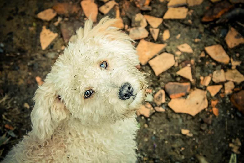 Free stock image of Dog created by Matias Espinosa Botero