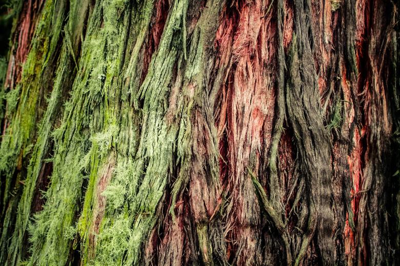 Free stock image of Tree Texture created by Matias Espinosa Botero