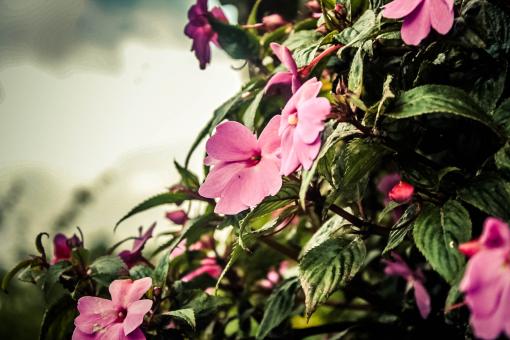 Pink Flowers