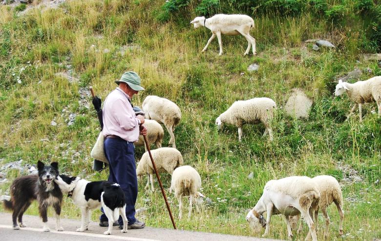 Free stock image of Farmer with sheep and dogs created by Luka