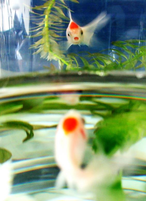 Free stock image of Fish in bowl created by Luka