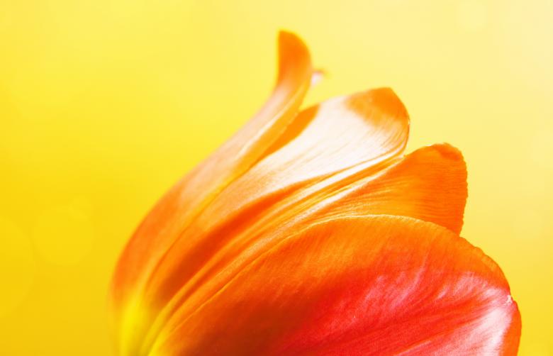 Free stock image of Tulip on yellow created by 2happy