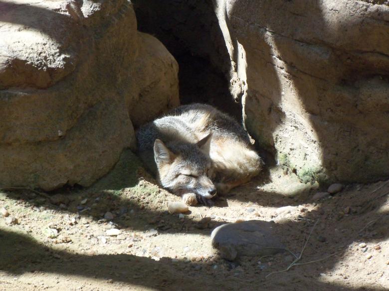 Free stock image of Desert Fox created by Katharine Sparrow