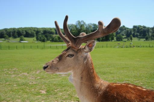 Deer - Free Stock Photo
