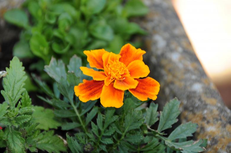 Free stock image of Orange flower created by mlle