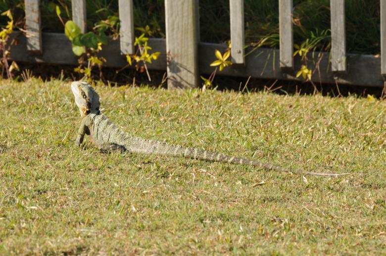 Free stock image of Frill necked lizard created by mlle