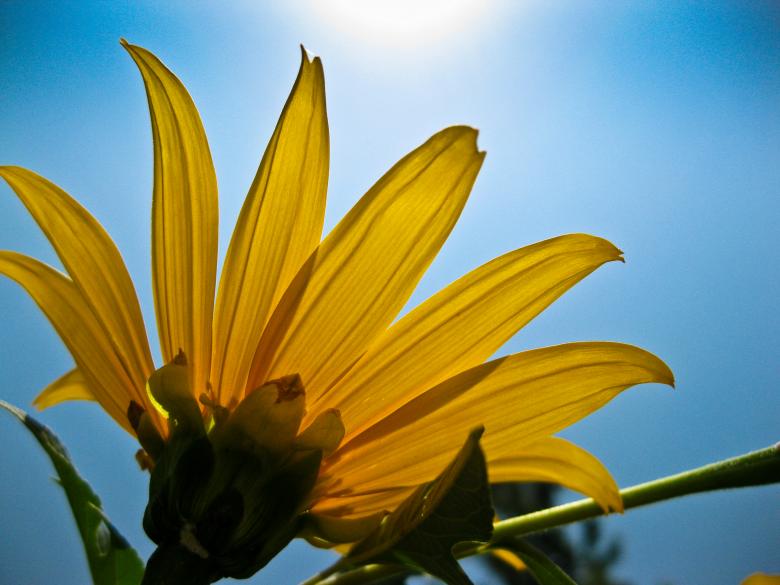 Free stock image of Hello sunshine created by madzindia